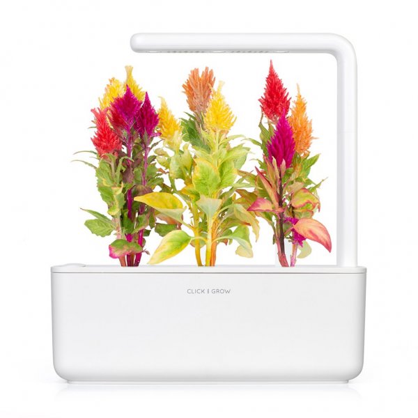 Click and Grow Smart Garden Refill 3-pakning - Plymört