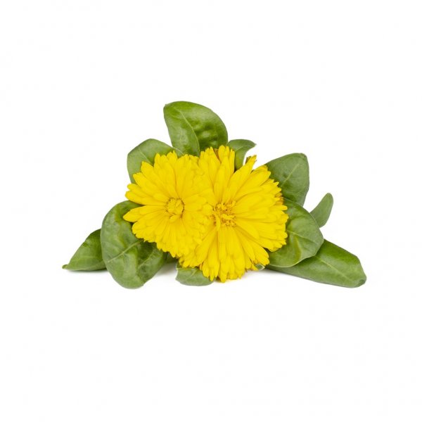 Click and Grow Smart Garden Refill 3-pakke - Ringblomst