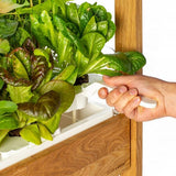 Click and Grow 25 - Svart (Salatgrønt 54x pakke)