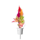 Click and Grow Smart Garden Refill 3-pakning - Plymört