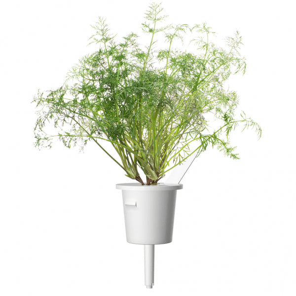 Click and Grow Smart Garden Refill 3-pakke - Dill
