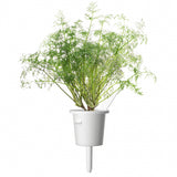 Click and Grow Smart Garden Refill 3-pakke - Dill
