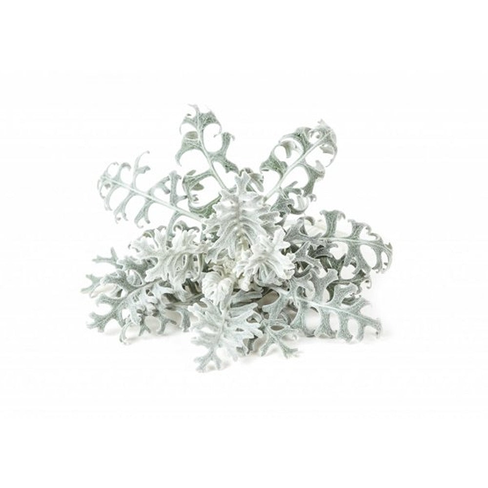 Click and Grow Smart Garden Refill 3-pack - Sølvrekke