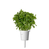 Click and Grow Smart Garden Refill 3-pakke - Finbladet Basilikum