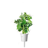 Click and Grow Smart Garden Refill 3-pack - Dvergertær