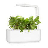 Click and Grow Smart Garden Refill 3-pack - Grønn sorrel