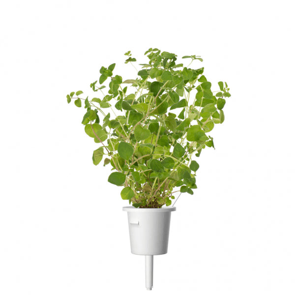 Click and Grow Smart Garden Refill 3-pakk - Oregano