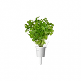 Click and Grow Smart Garden Refill 3-pakk - Persille