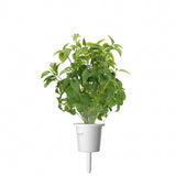 Click and Grow Smart Garden Refill 3-pack - Thai basilikum