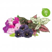 Smart Garden Refill 9-pack livlig blomstermix