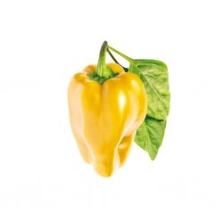 Smart Garden Refill 3-pakning - Gul paprika