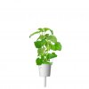 Smart Garden Refill 3-pakning - Kattmynte