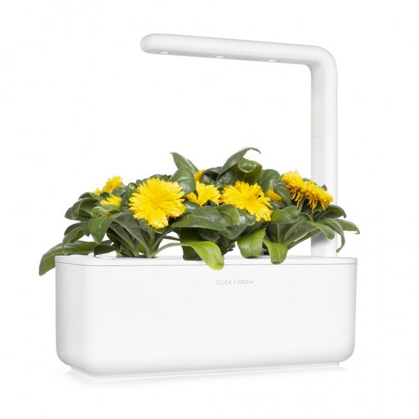 Smart Garden Refill 3-pakke - Ringblomst