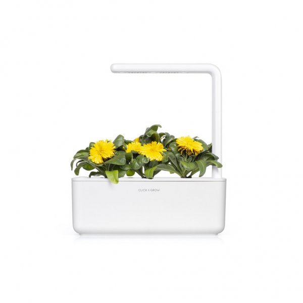 Smart Garden Refill 3-pakke - Ringblomst