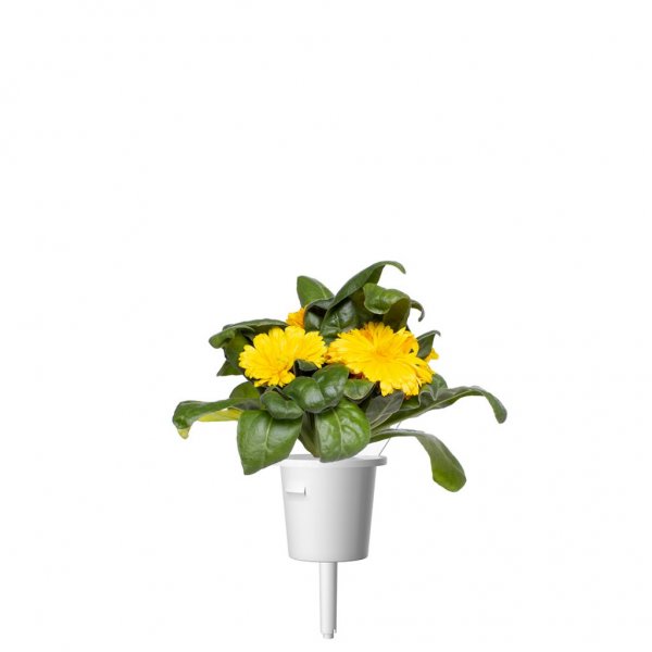 Smart Garden Refill 3-pakke - Ringblomst