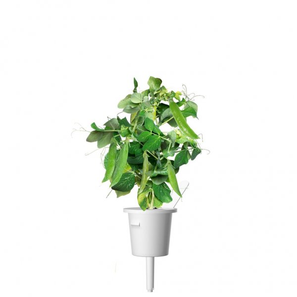 Smart Garden Refill 3-pack - Dvergertær