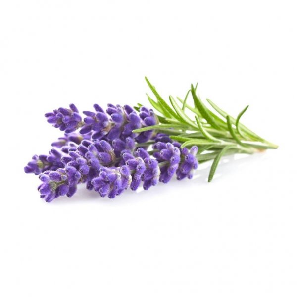 Smart Garden Refill 3-pakke - Lavendel