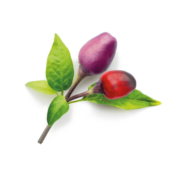 Smart Garden Refill 3-pakke - Lilla Chilipepper