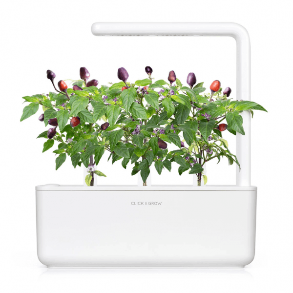 Smart Garden Refill 3-pakke - Lilla Chilipepper